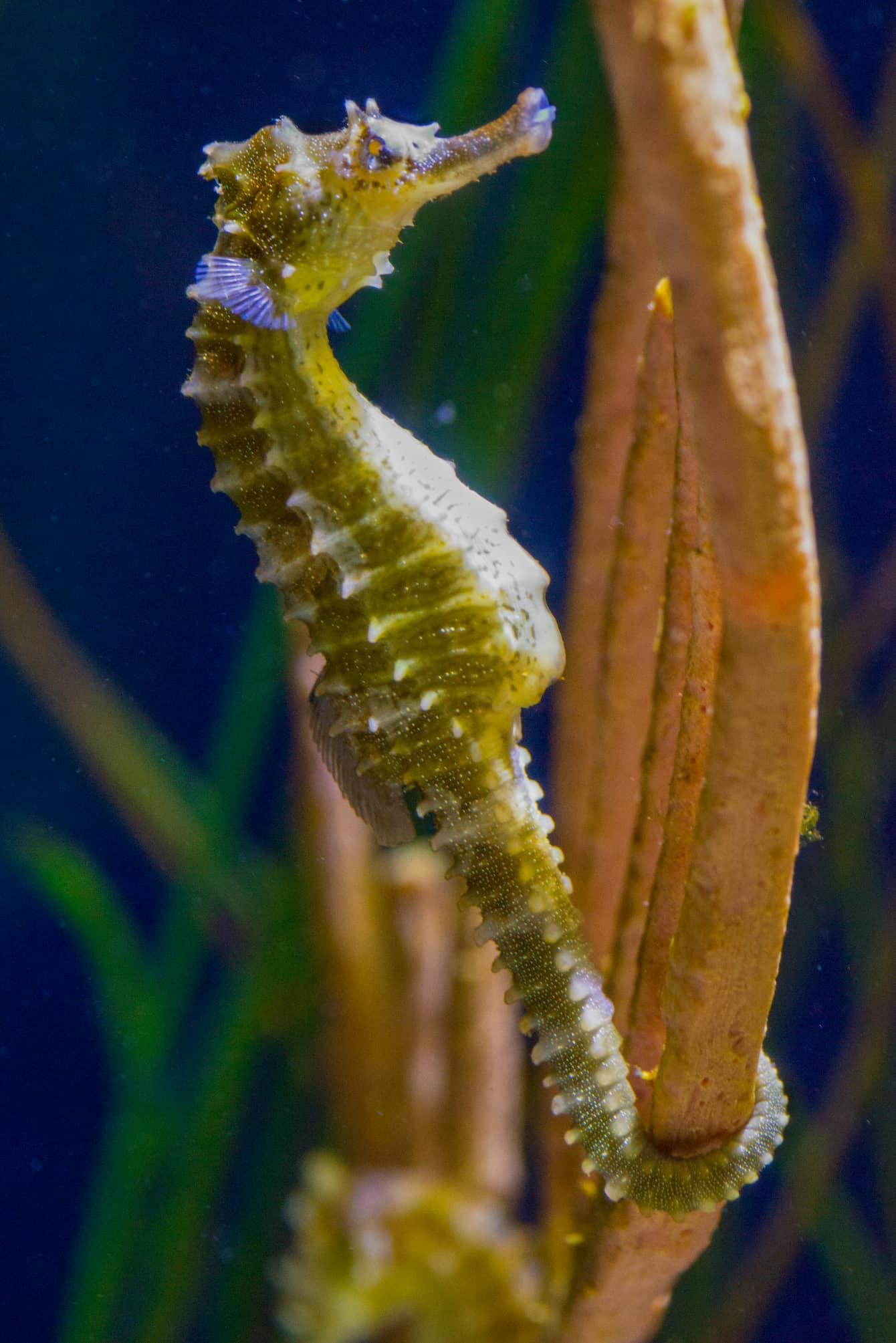 Seahorse-9