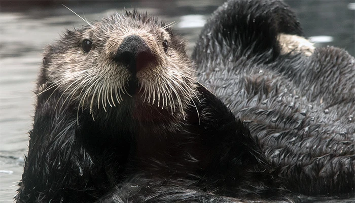 A close-up view of a sea otter floating on its back in the water. The otter has wet, dark fur and a light-colored face with prominent whiskers. It is looking directly at the camera.