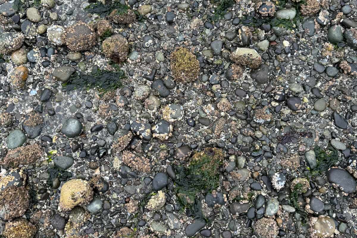 The beach is mostly made up of cobble and sandy patches. However, depending on the time of year, it can be slippery from seaweed covering the rocks.