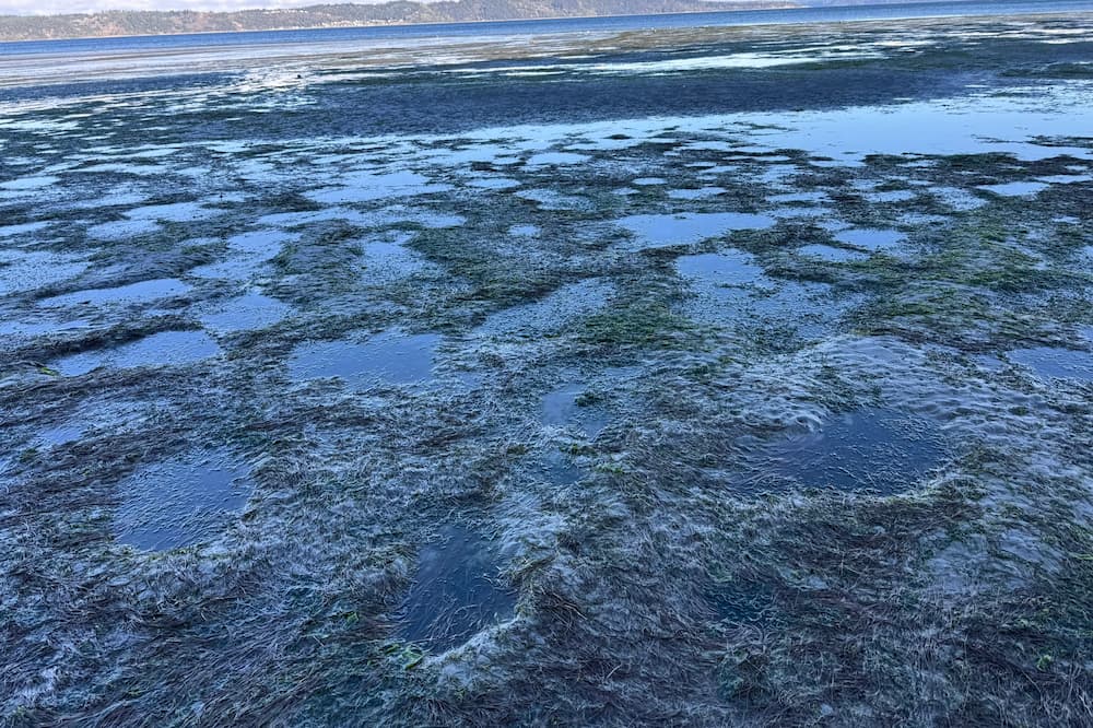 This beach is covered in eelgrass beds which are nurseries for species like salmon. Be sure to watch your step.