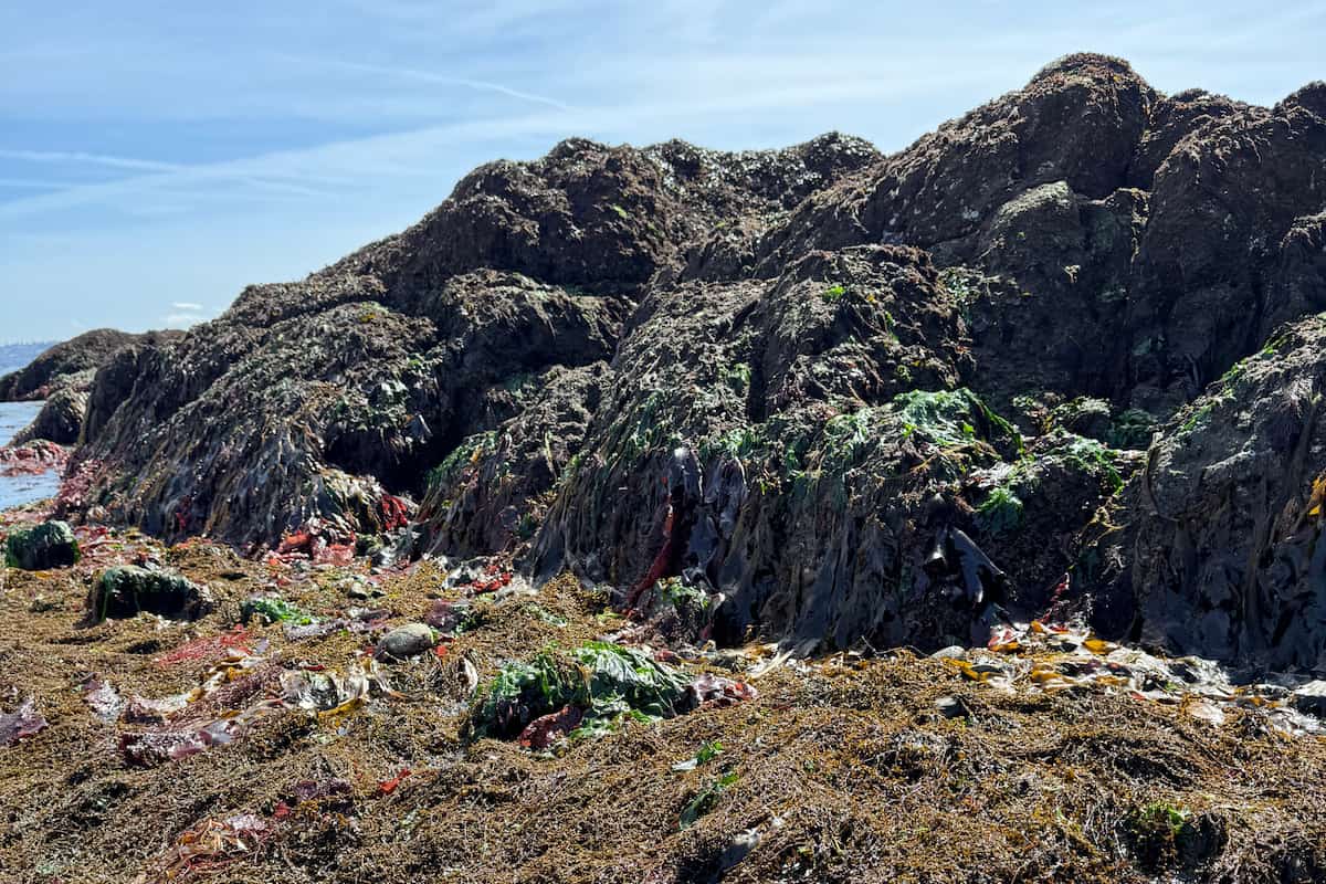 Example of the types of boulders present at low tide where students can find animals.