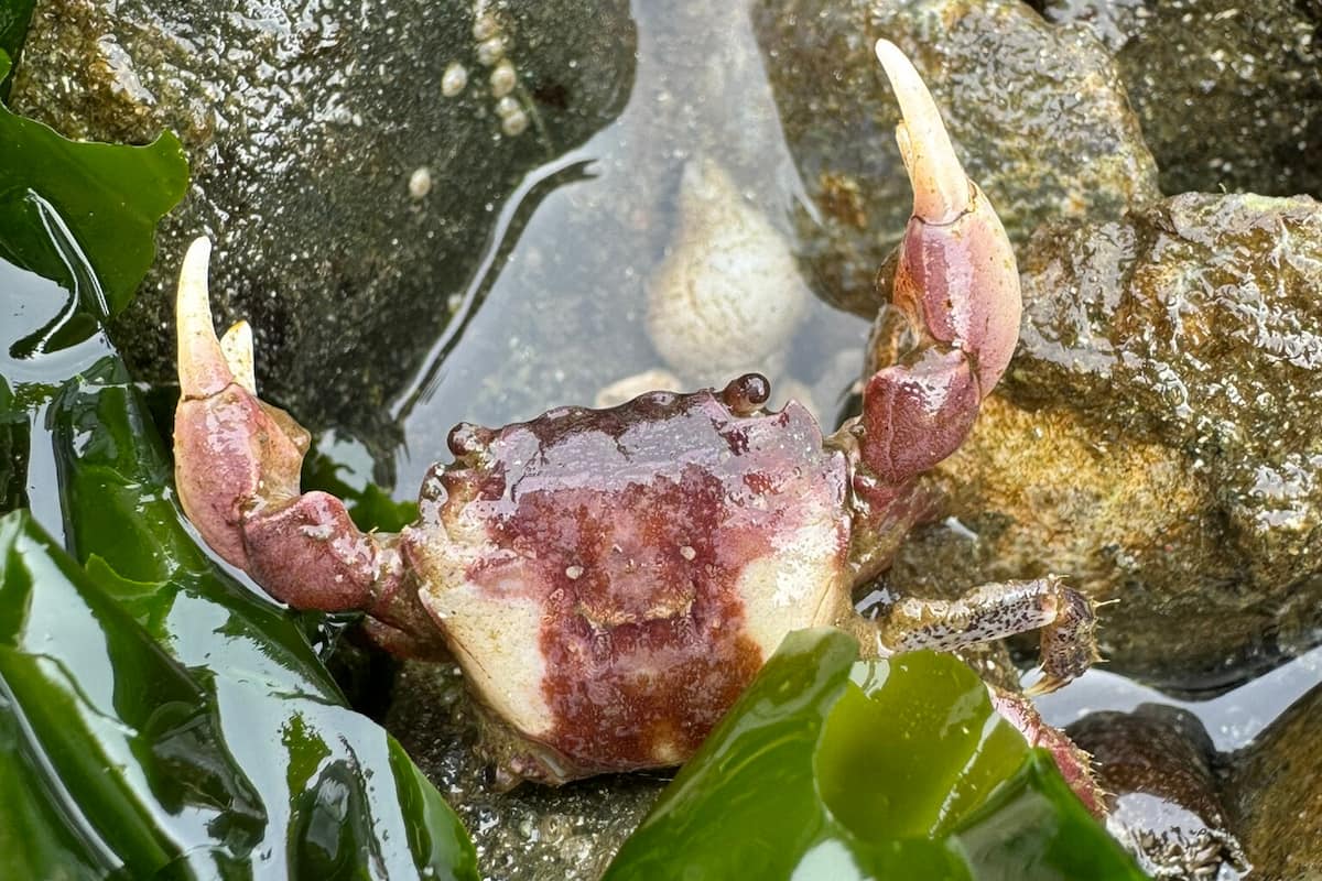 A purple shore crab in the sand.