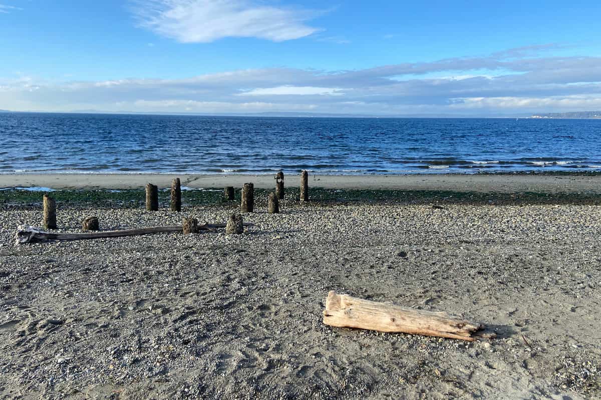 Substrate at this beach is mostly comprised of cobble and sandy patches covered in algae.