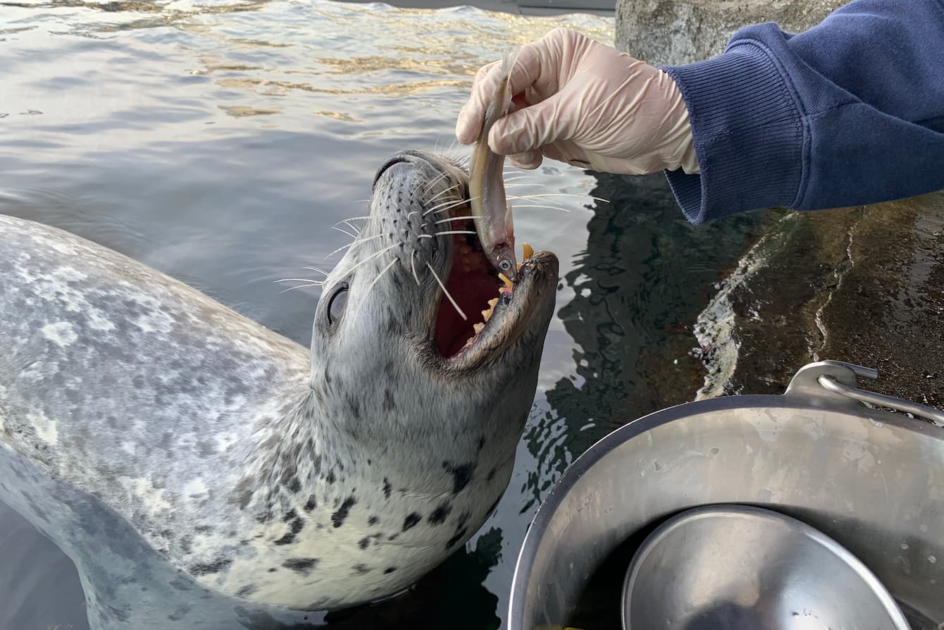 Harbor seal Barney being fed a small fish.