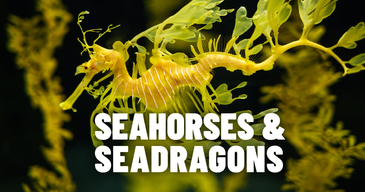 A bright yellow seadragon with the text "Seahorses & seadragons" underneath it.
