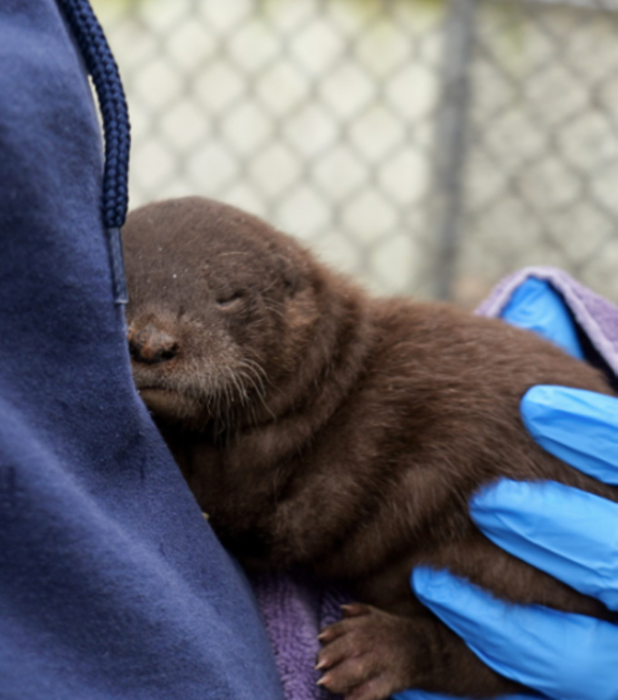 Zweigle the river otter as a baby. He is being held by animal care staff.