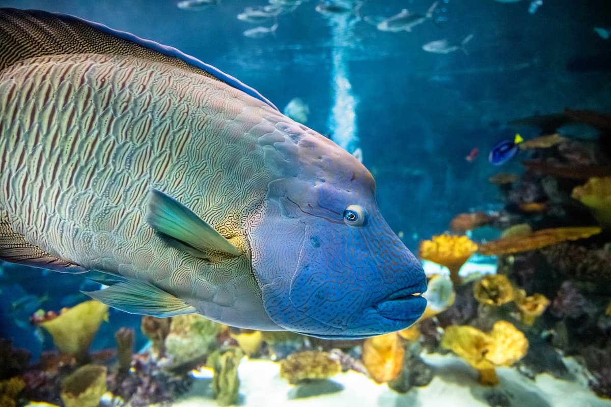 Tandu the humphead wrasse in swimming in The Reef.