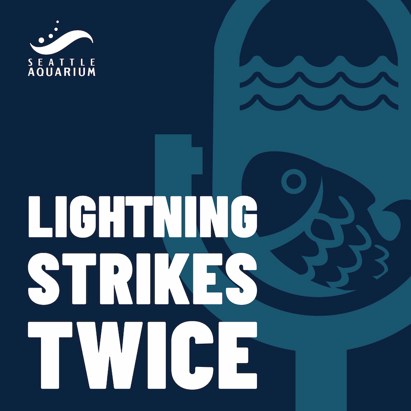 The Lightning Strikes Twice logo.
