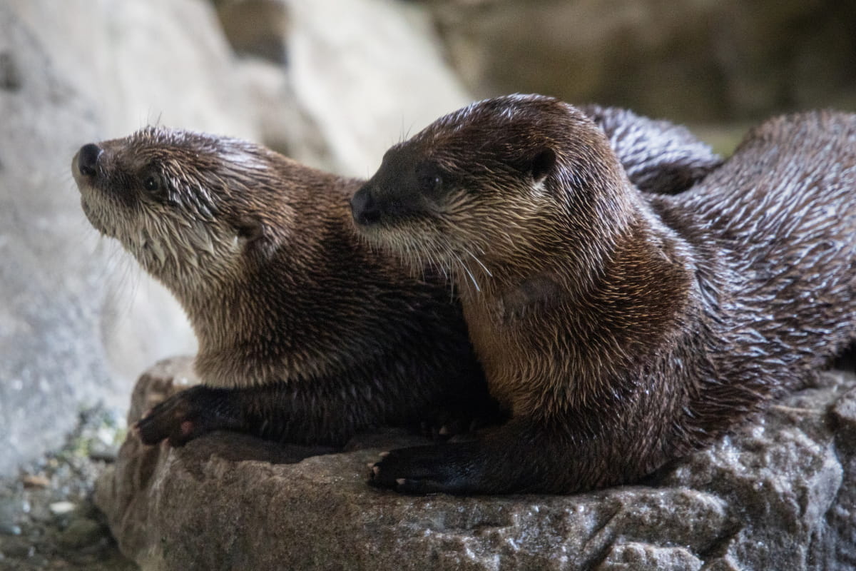 River otters Molalla and Zweigle lying down next to each other in their habitat.