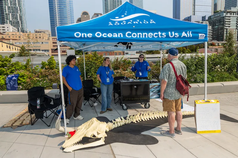 An adult individual stands in front of a whale skeleton model on display as they speak with Seattle Aquarium team members, part of Seattle Aquarium free programming on the rooftop of the Ocean Pavilion.