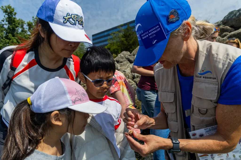 A Seattle Aquarium Beach Naturalist volunteer shows a small snail to two children and an adult on a beach in Seattle.