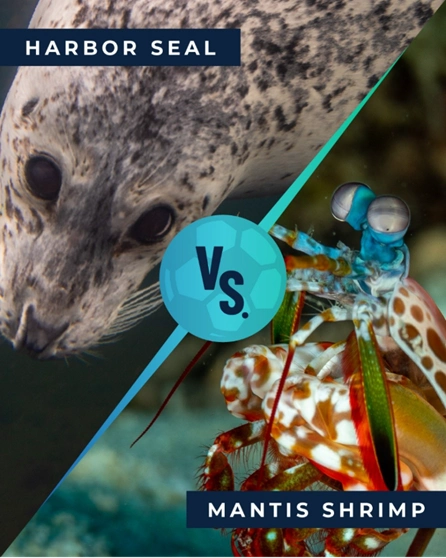 A graphic depicting a match up between a harbor seal and a mantis shrimp, part of the Seattle Aquarium Ocean Cup.