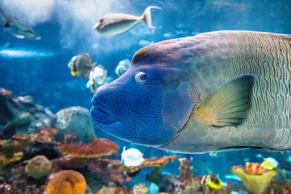 Humphead wrasse Tandu swimming among other tropical fish in a large tropical habitat found at the Seattle Aquarium.
