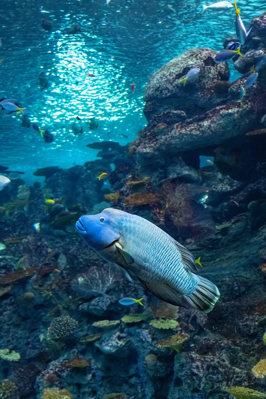 Humphead wrasse Tandu swimming in a large tropical ocean habitat at the Seattle Aquarium. Other tropical fish are swimming in the background where a large rocky reef is present.