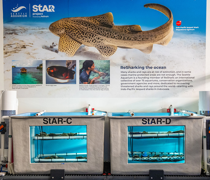 Two tanks specifically designed to house Indo-Pacific leopard shark eggs as part of a species recovery program. Multiple eggs are held within each tank.
