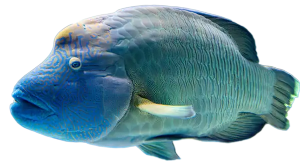 Humphead wrasse Tandu at the Seattle Aquarium.