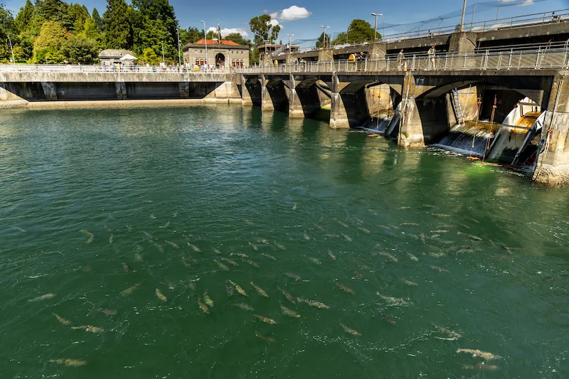 Salmon swimming in the water and moving through the Ballard Locks in Seattle Washington.