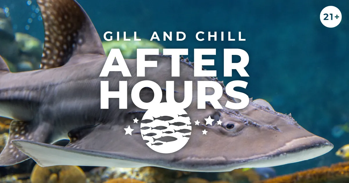 Gill and Chill After Hours, 21+, with an illustrated graphic of fish and stars. Behind is a photo of a bowmouth guitarfish swimming in a tropical habitat at the Seattle Aquarium.