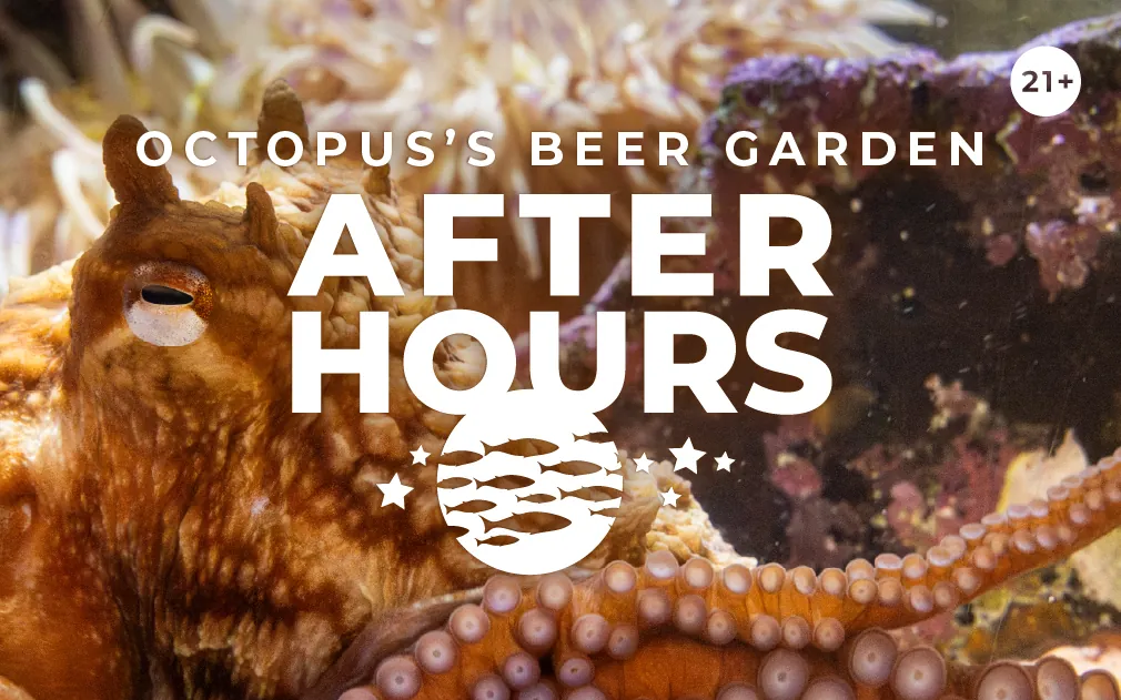 A giant Pacific octopus in it's habitat at the Seattle Aquarium. Octopus's Beer Garden After Hours, 21+, with an illustrated graphic of fish and stars.