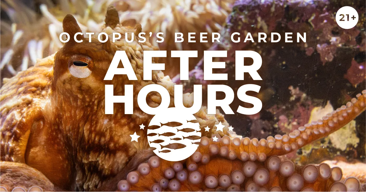 A giant Pacific octopus in it's habitat at the Seattle Aquarium. Octopus's Beer Garden After Hours, 21+, with an illustrated graphic of fish and stars.