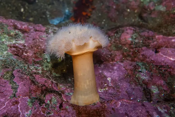 A tall, cylinder like anemone attached to a rock.