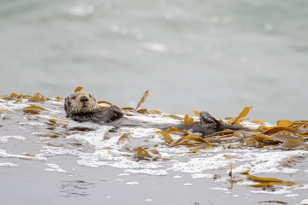 A wild sea otter floating on its back in a kelp bed on the surface of the ocean.