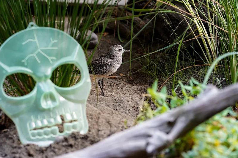 A small shore bird in a grassy and sandy habitat at the Seattle Aquarium walks behind a skull decoration placed in the habitat as enrichment and part of the Aquarium's annual Halloween celebrations.