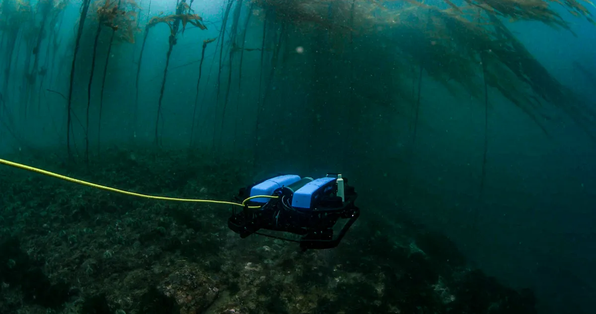 An underwater remote operated vehicle, or ROV, underwater in the ocean, a long thick cord is attached to the back leading to the surface, as it operates under water in a kelp forest.